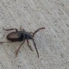 Prionus californicus