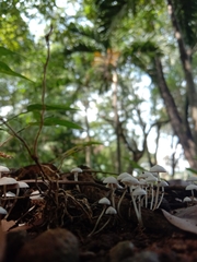 Hemimycena