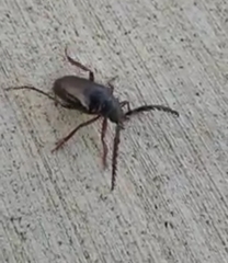 Prionus californicus