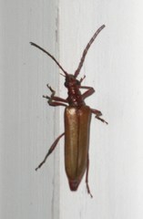 Centrodera decolorata