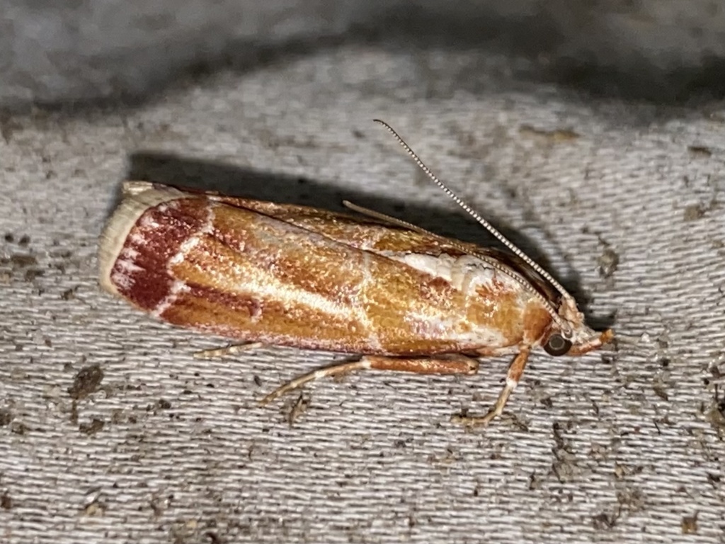 Rusty Pine Cone Moth