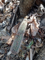 Acanthocereus oaxacensis