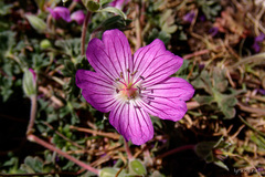 Geranium austroapenninum