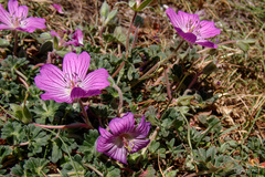 Geranium austroapenninum