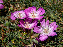 Geranium austroapenninum