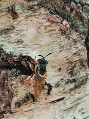Callicera aurata