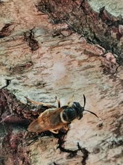 Callicera aurata