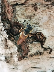 Callicera aurata