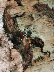 Callicera aurata