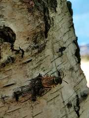 Callicera aurata