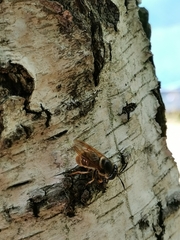 Callicera aurata