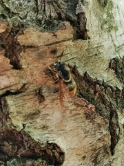 Callicera aurata