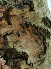 Callicera aurata