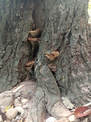 Polyporaceae