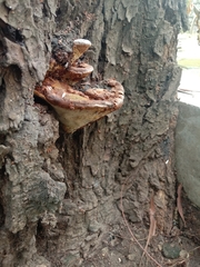 Polyporaceae