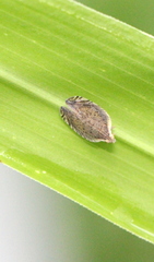 Lophops carinata