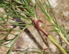 Taphrotopium sulcifrons