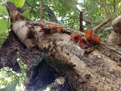 Auricularia