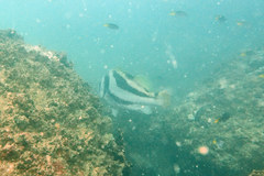 Hapalogenys nigripinnis