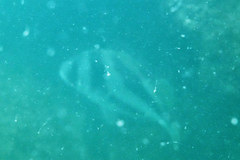 Hapalogenys nigripinnis