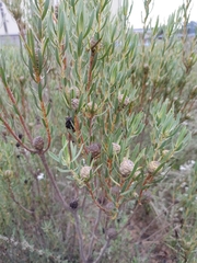 Leucadendron lanigerum lanigerum