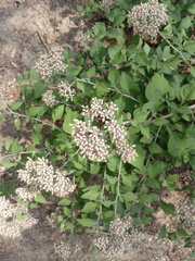 Salpianthus arenarius