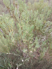 Leucadendron lanigerum lanigerum
