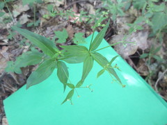 Galium lanceolatum