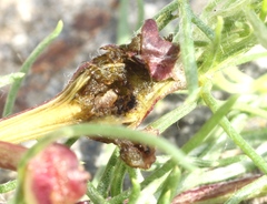 Taphrotopium sulcifrons