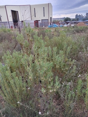 Leucadendron lanigerum lanigerum