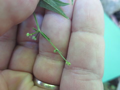 Galium lanceolatum