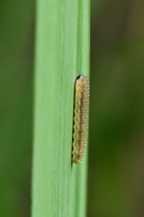 Rhadinoceraea micans