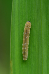 Rhadinoceraea micans