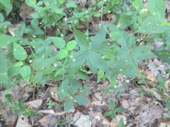Galium lanceolatum