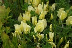 Chamaecytisus hirsutus