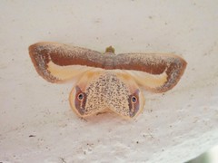 Opisthoxia uncinata