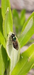 Chloromyia formosa