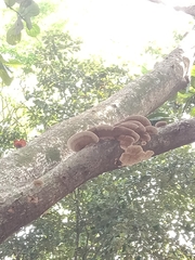 Agaricomycetes