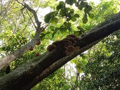 Agaricomycetes