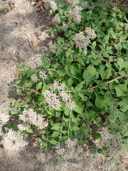 Salpianthus arenarius