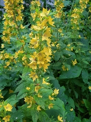 Lysimachia punctata