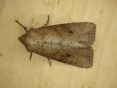 Apamea alia