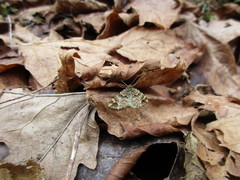 Enchoria lacteata