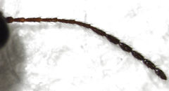 Trybliographa