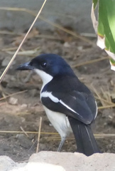 Laniarius bicolor sticturus