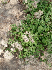 Salpianthus arenarius