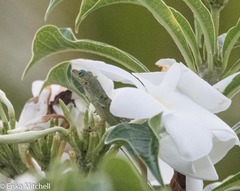 Anolis roquet salinei