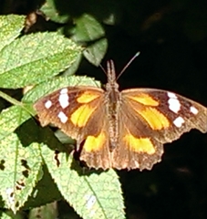 Libytheana carinenta
