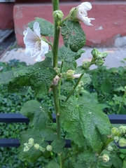 Alcea rosea