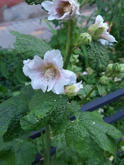 Alcea rosea
